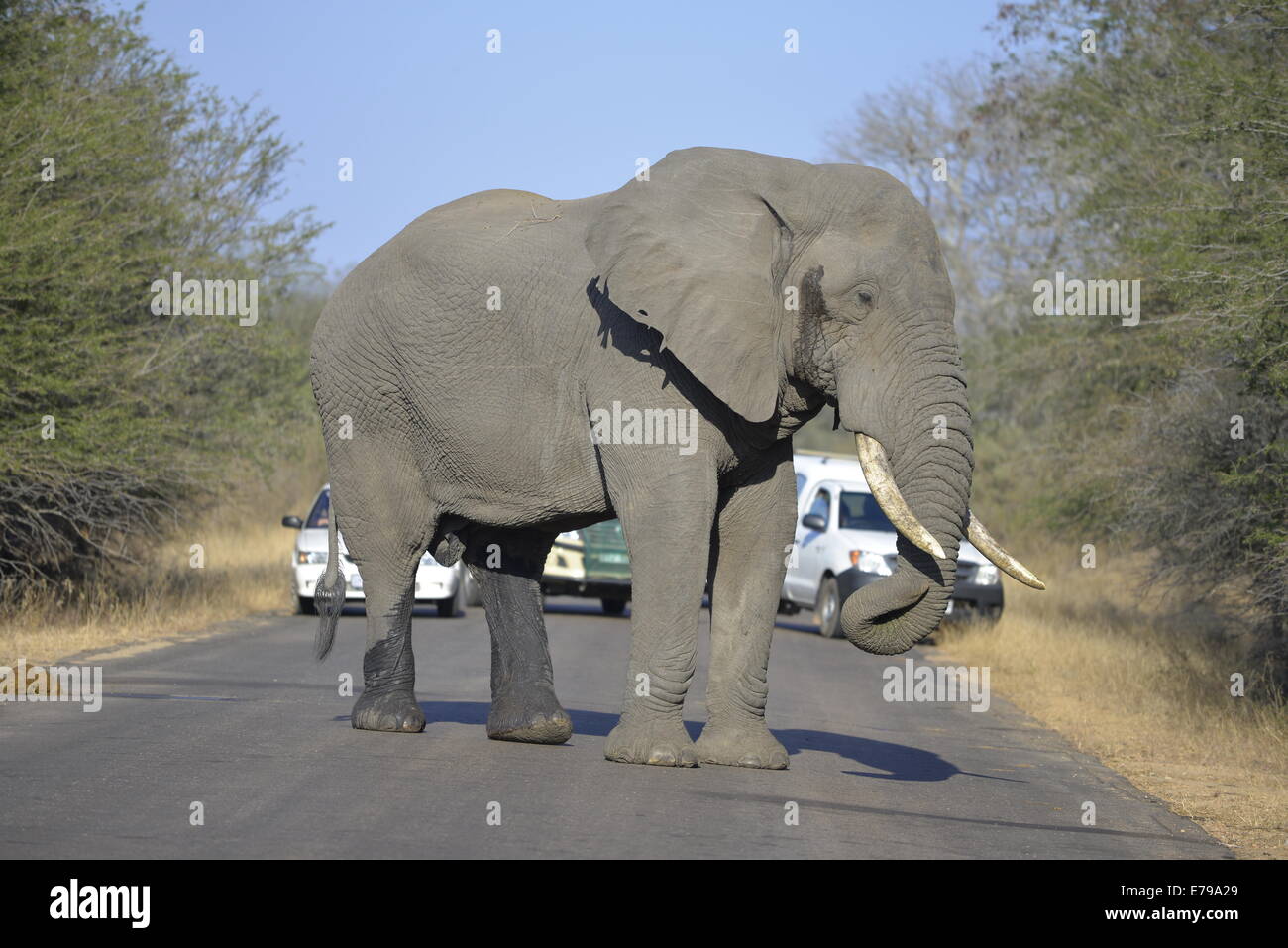 Elephant bull en musth -- voir jambes humide gouttes de liquide et d'un côté de la tête -- ce qui les rend très agressifs. Kruger Park. Banque D'Images