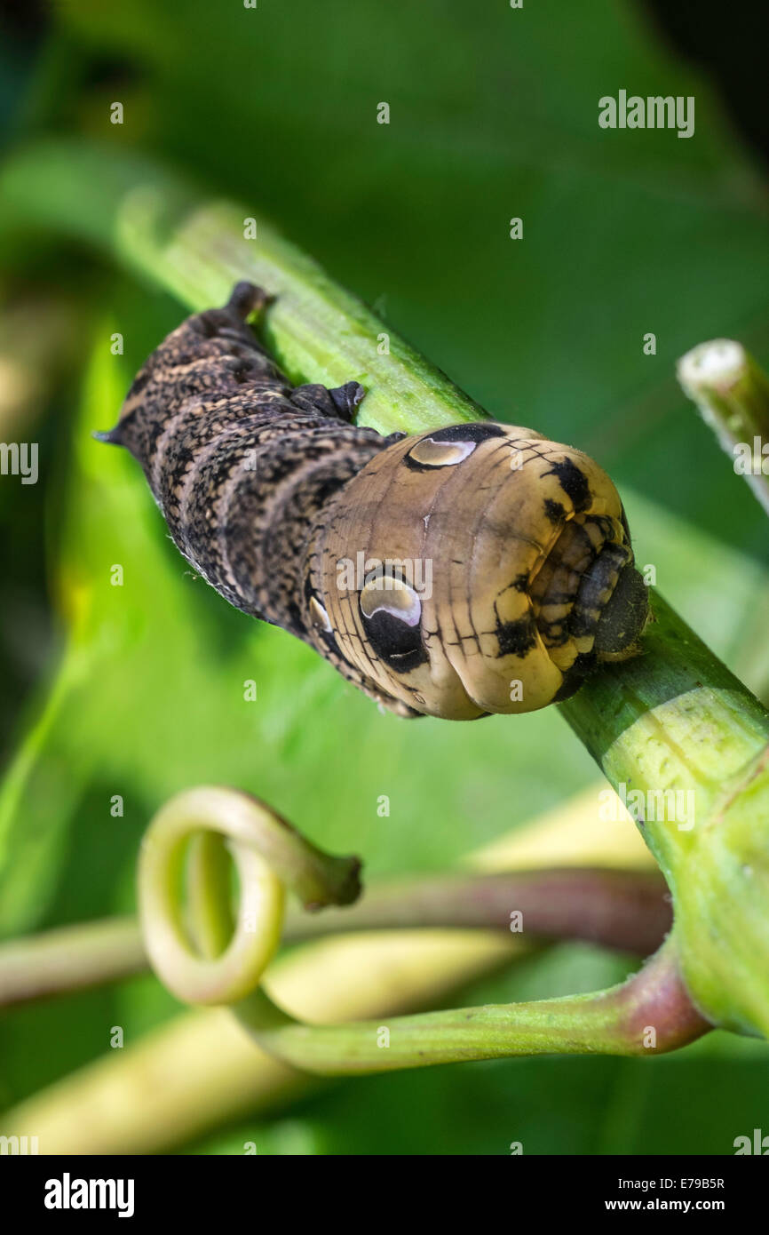 L'Éléphant de Caterpillar sur la vigne sphynx dans le jardin intérieur England UK montrant pour effrayer les prédateurs. Banque D'Images