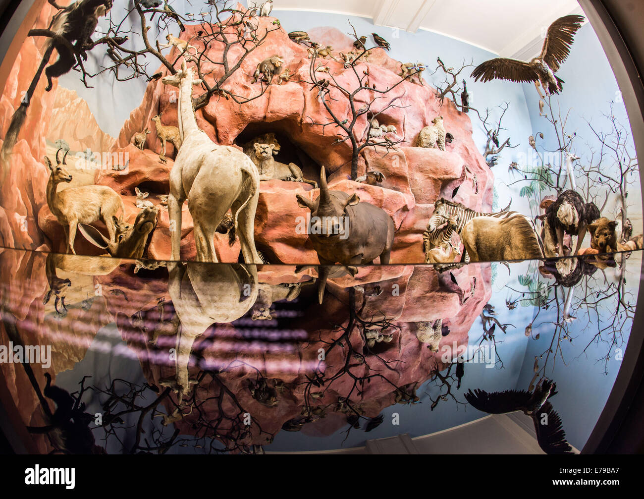 Le diorama d'un paysage africain avec des figures d'animaux a été restauré  au Hessisches Landesmuseum de Darmstadt, Allemagne, 10 septembre 2014.  Malgré les nombreuses protestations, l'ancien revêtement mural jute a été  pris