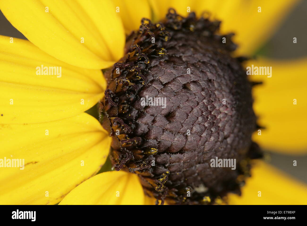 Gros plan fleur Banque D'Images