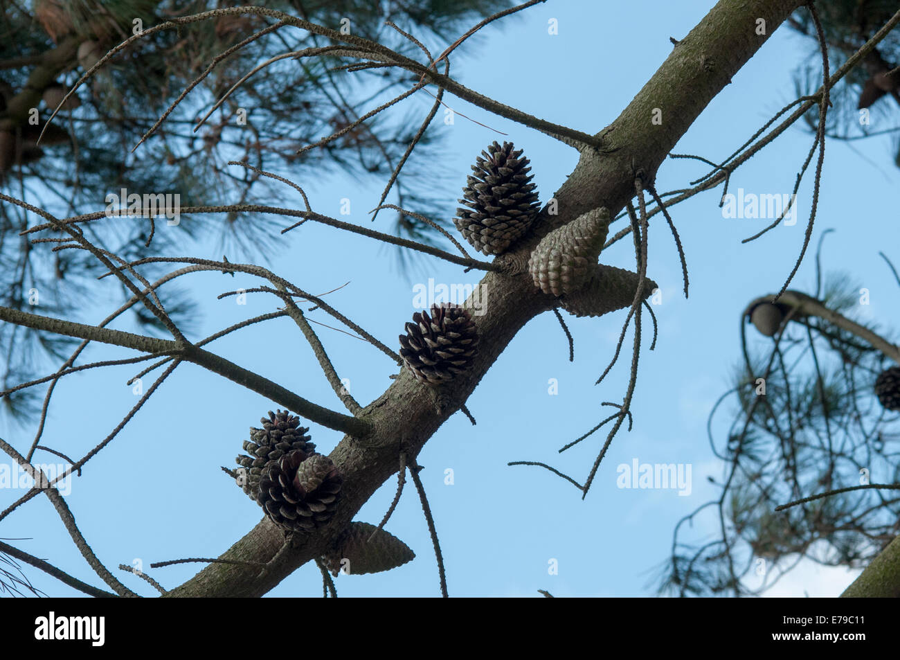Cônes de pin dans un arbre Banque D'Images