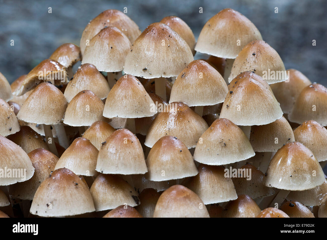 Brittlestem en cluster (champignons) mulitipedata Psathyrella, Burgenland, Autriche Banque D'Images