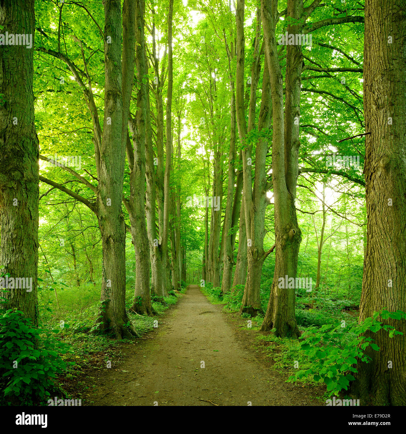 Route forestière bordée de vieux haut tilleuls, à Lenschow, Mecklembourg-Poméranie-Occidentale, Allemagne Banque D'Images