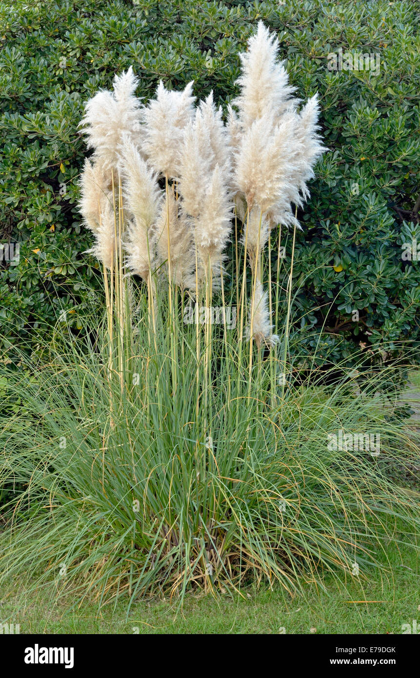 L'herbe de la pampa (catégorie sp.), le Canton du Tessin, Suisse Photo  Stock - Alamy