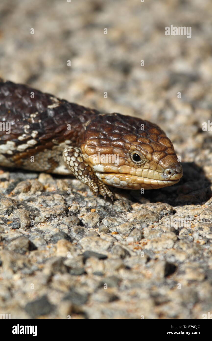 Un blue-tongued lizard (correctement nommée blue-tongued skink) réchauffe elle-même sur une route de bitume un matin de printemps - l'ouest de l'Australie Banque D'Images