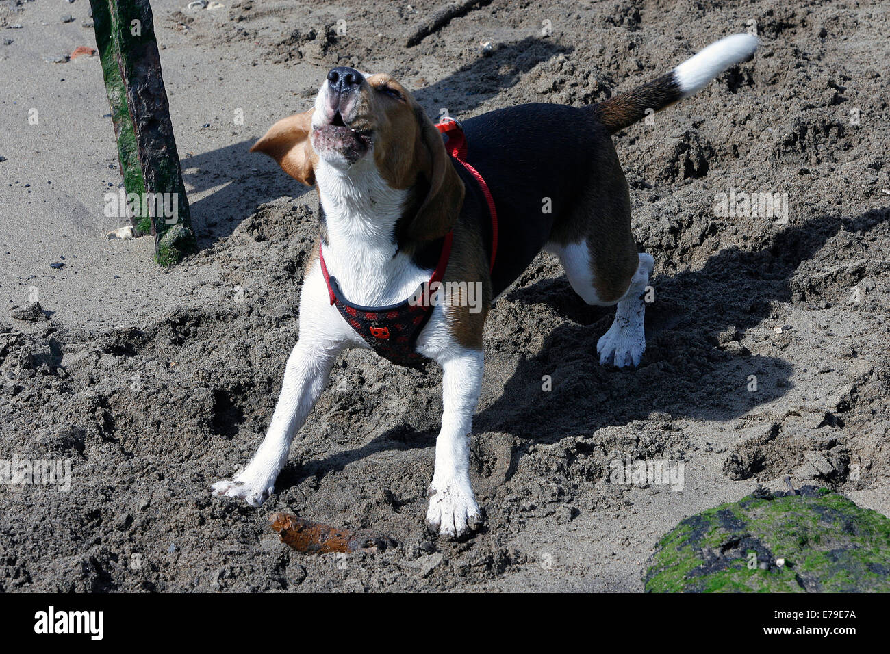 Aboiement de chien beagle sur les rives de la Tamise à Londres Photo Stock  - Alamy