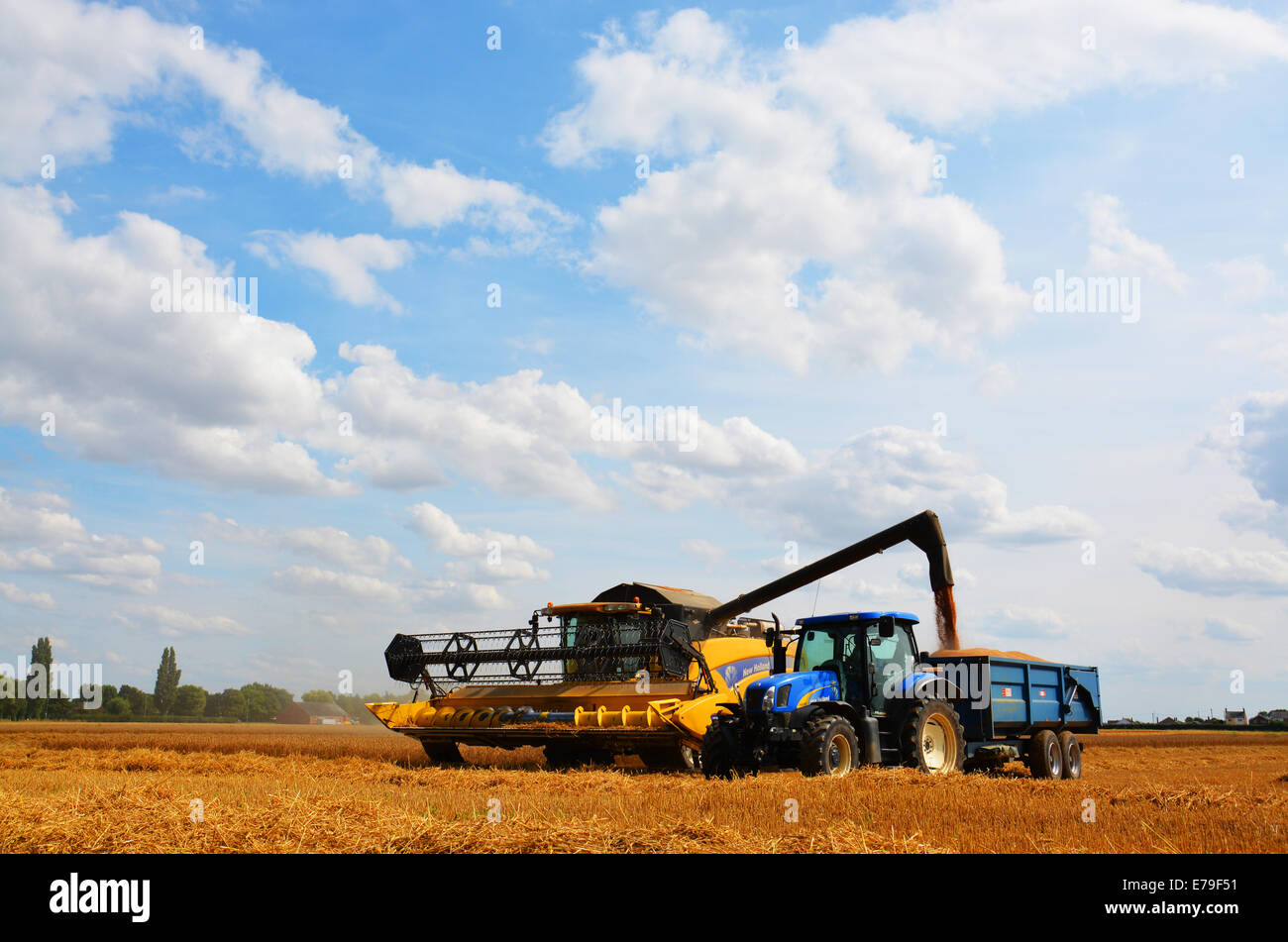 Moissonneuse-batteuse et le tracteur avec remorque rassembler sous maïs grand bleu ciel Fenland Banque D'Images