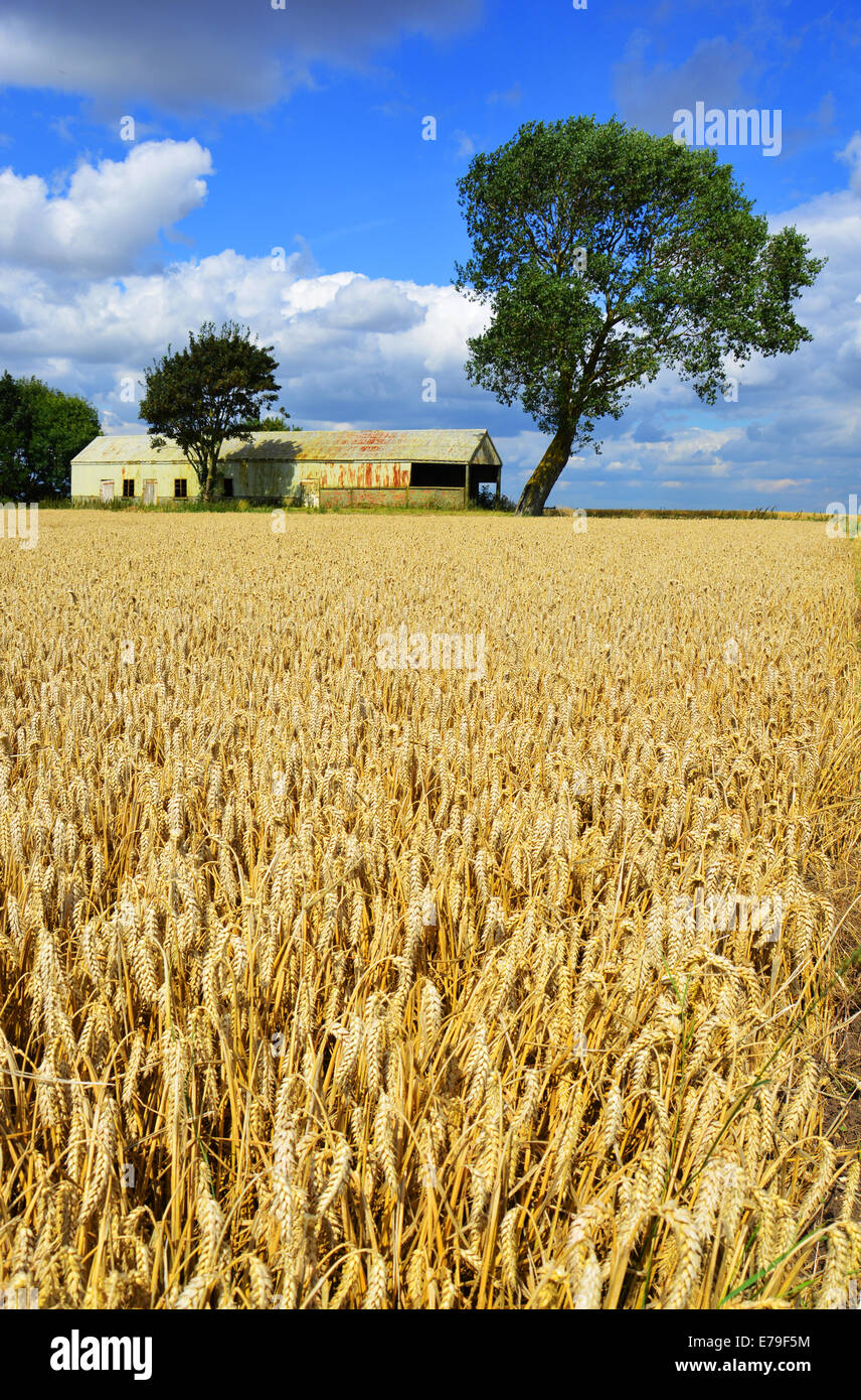 Champ de blé doré prêts pour la récolte sur la ferme Fenland Banque D'Images