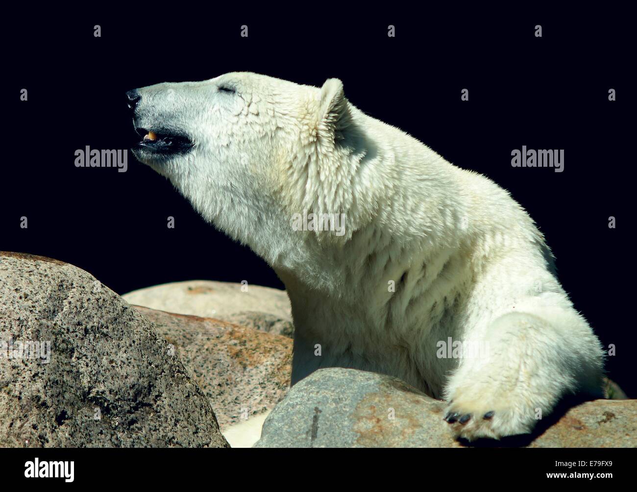 Ours polaire - la glace. Le grand animal blanc Banque D'Images