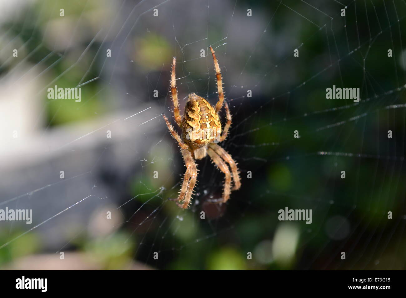 Grande araignée brune Banque D'Images