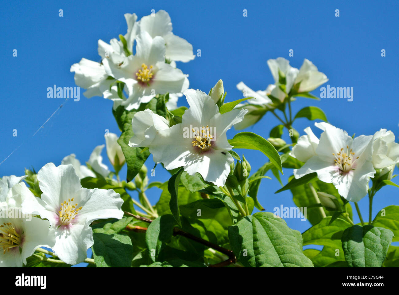 Philadelphus 'beauclerk' contre le ciel bleu Banque D'Images