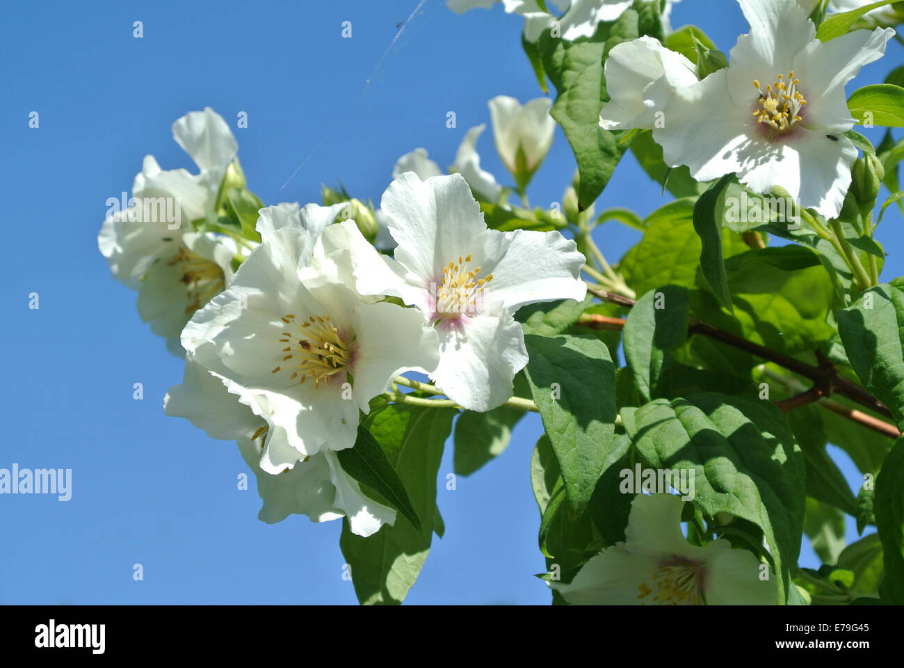 Philadelphus 'Beauclerk' Banque D'Images