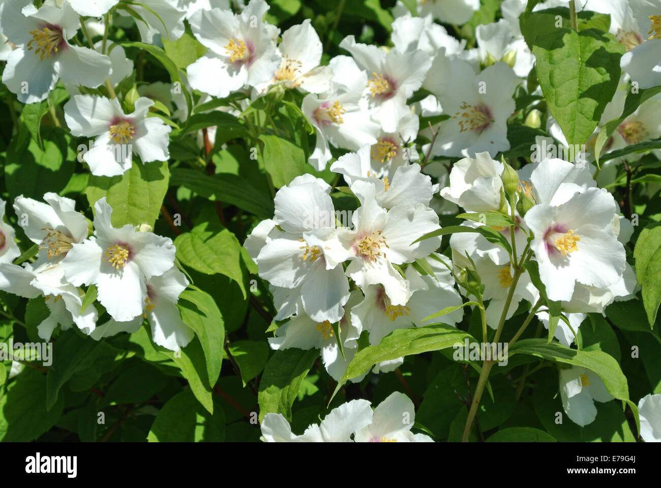 Philadelphus 'Beauclerk' Banque D'Images
