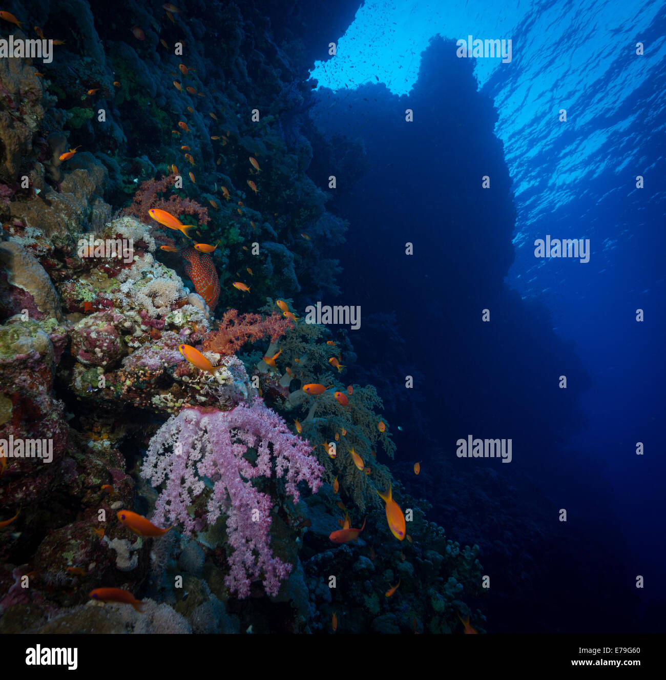 Jewel Fairy Basslet (Anthias squamipinnis) en Mer Rouge, Egypte Banque D'Images