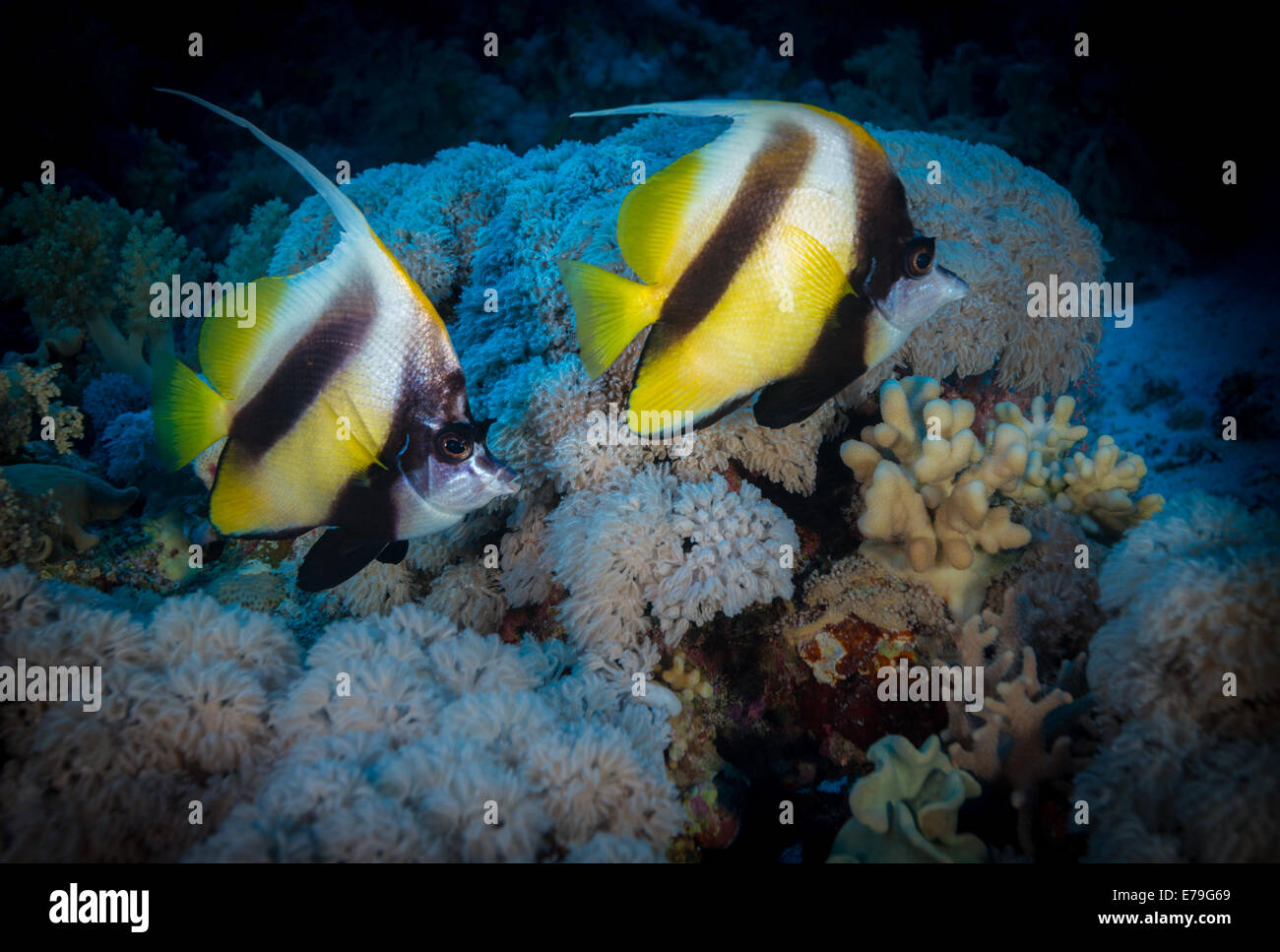 Red Sea Bannerfish (Heniochus intermedius), Fury Shoals, Red Sea, Egypt Banque D'Images
