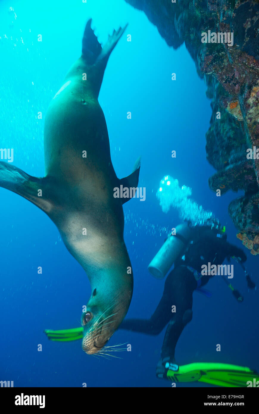 La plongée - (Zalophus californianus) natation par scuba diver, l'archipel des Galápagos, l'Île de Wolf, l'Océan Pacifique Banque D'Images