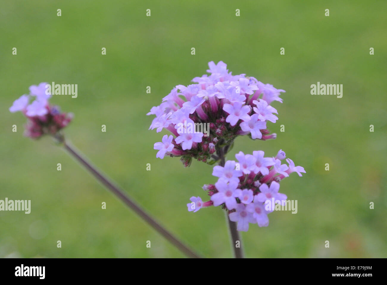 Verbena bonariensis Banque D'Images