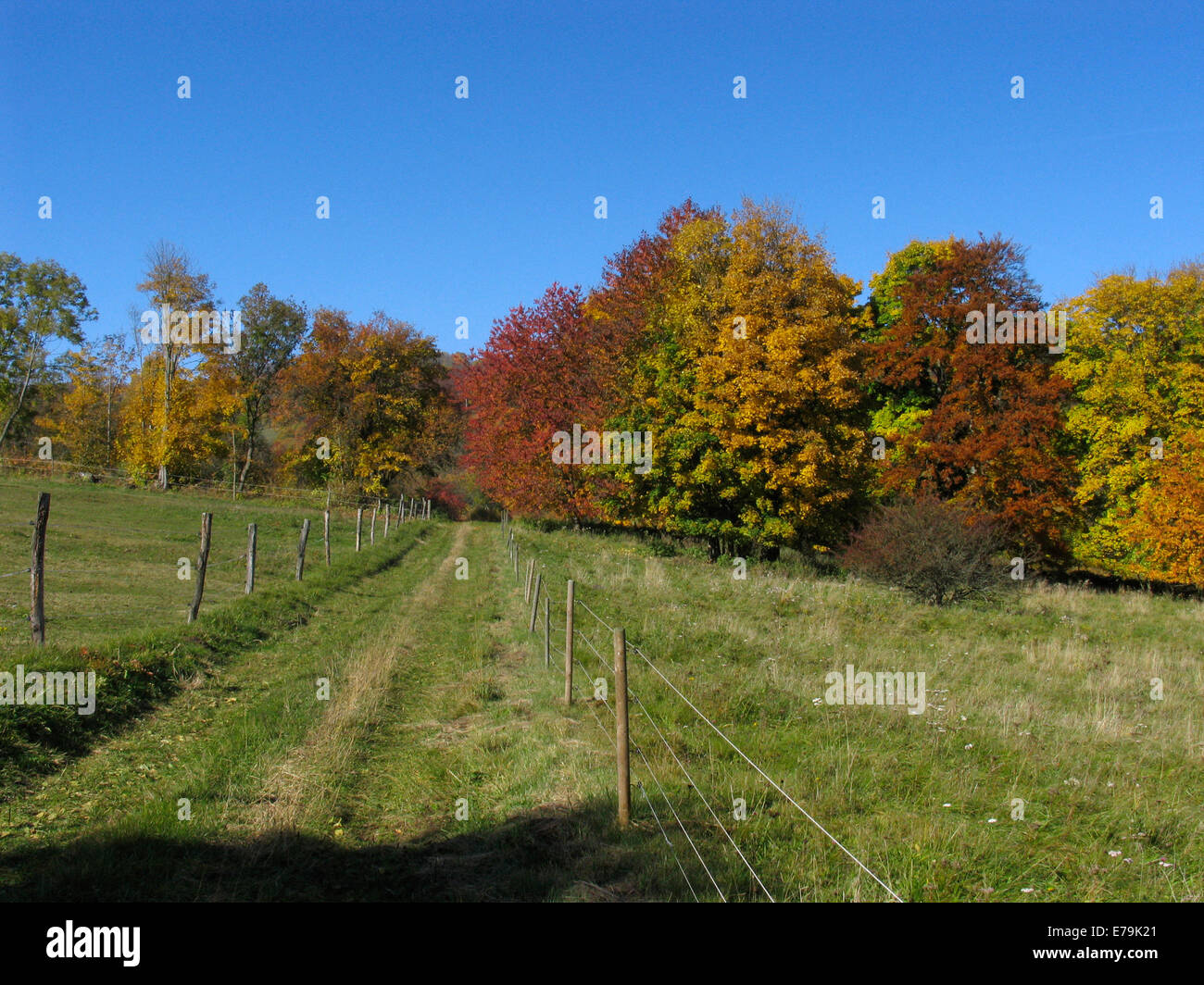Motif de feuilles d'automne sur les arbres de la Rhoen près de Leubach. Photo : Klaus Nowottnick Date : 9 octobre 2012 Banque D'Images
