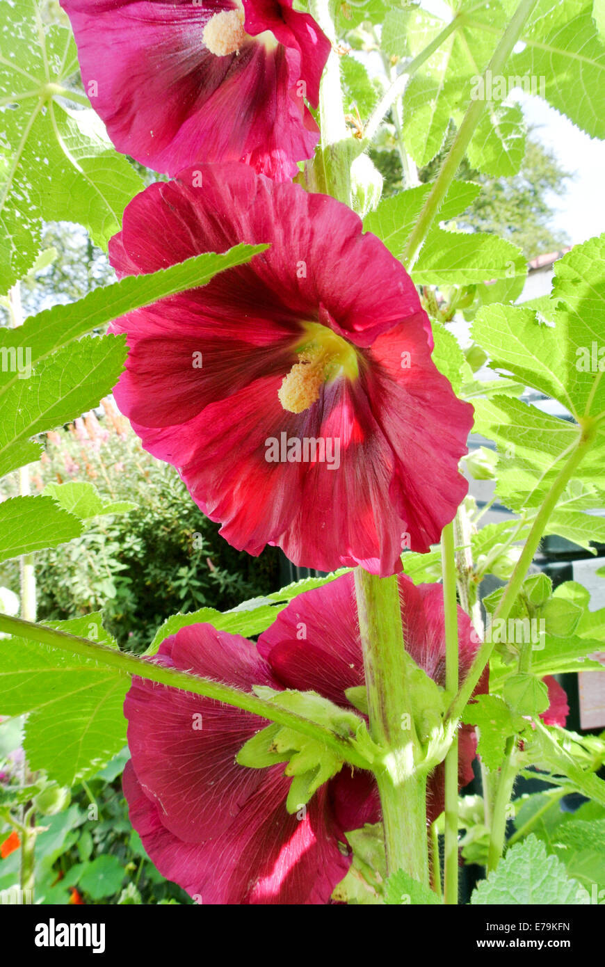 Graines Rose Trémière BIO 500 Graines - Mélange Rose Rouge Jaune | Fleurs Héritage Jardin Campagne