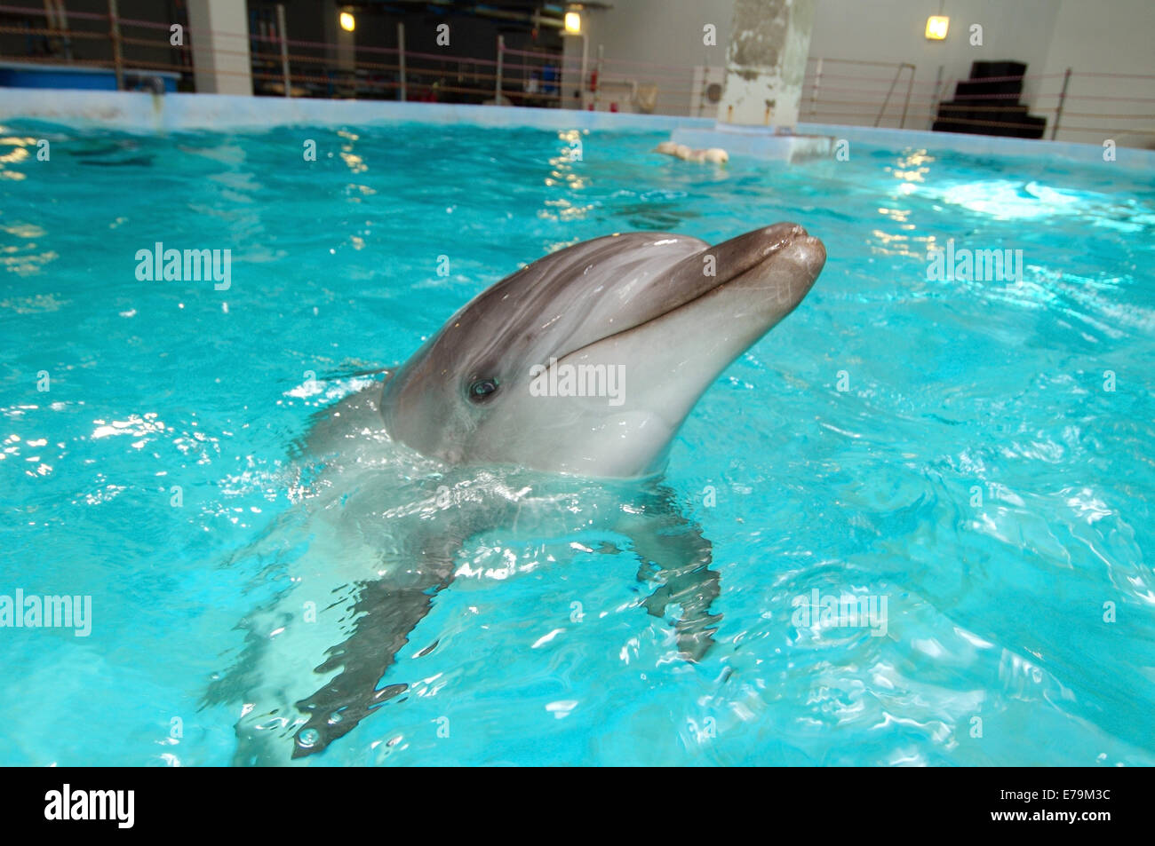 Grand dauphin commun (Tursiops truncatus) dans reabelitatsionnom au centre de l'aquarium l'aquarium, Vladivostok, l'Île Russky Banque D'Images