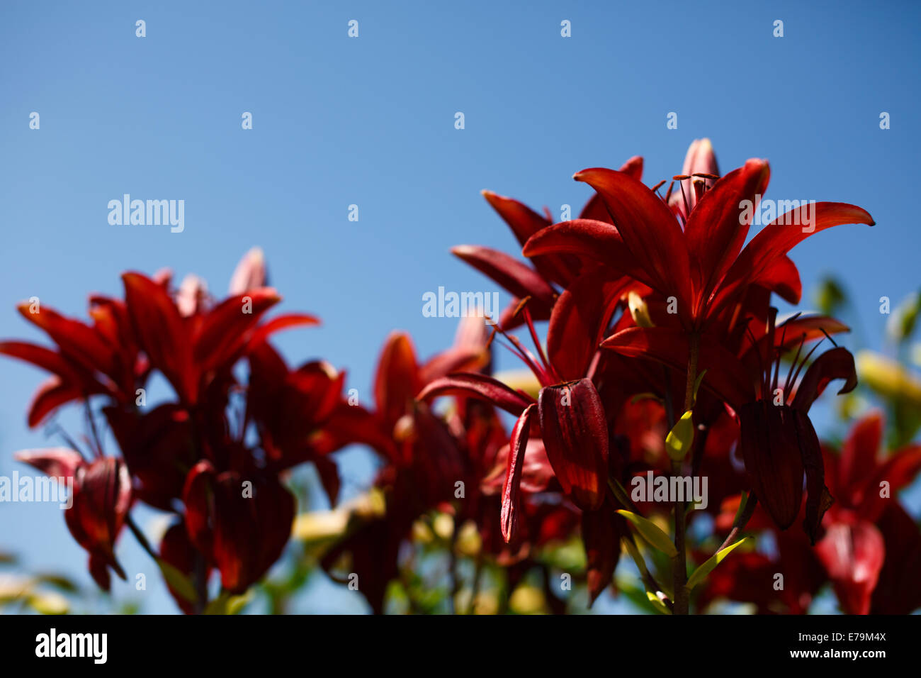 Lily rouge sur fond bleu Banque D'Images