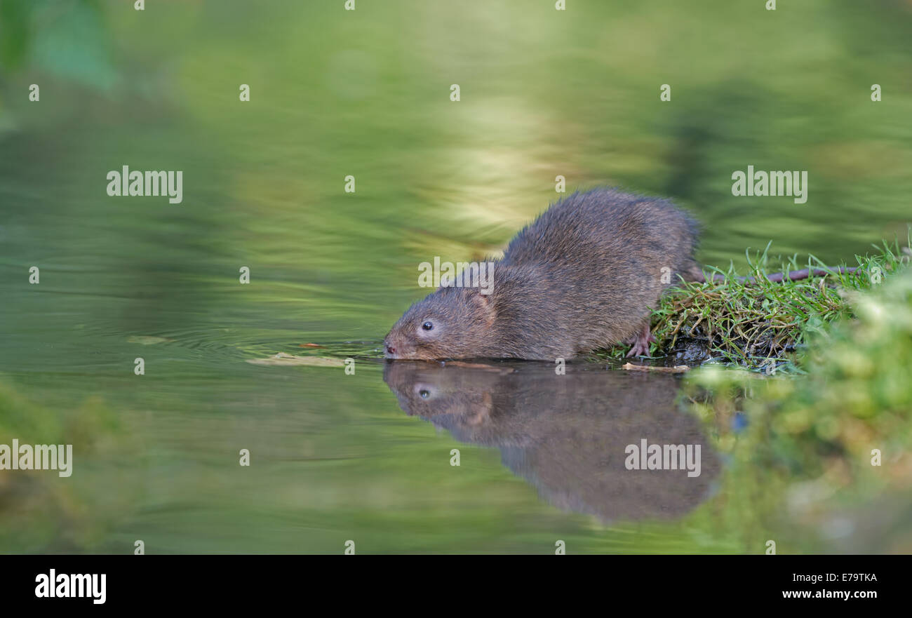 Le Campagnol de l'eau - Arvicola terrestris à côté d'un ruisseau. Uk Banque D'Images