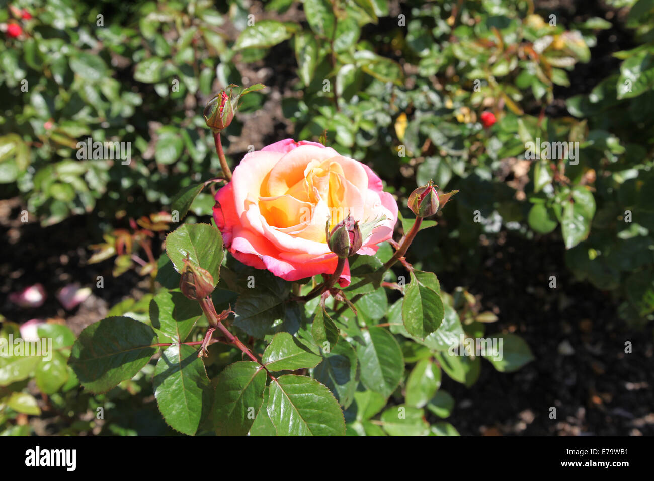 Rosa 'troïka' Poumidor Banque D'Images