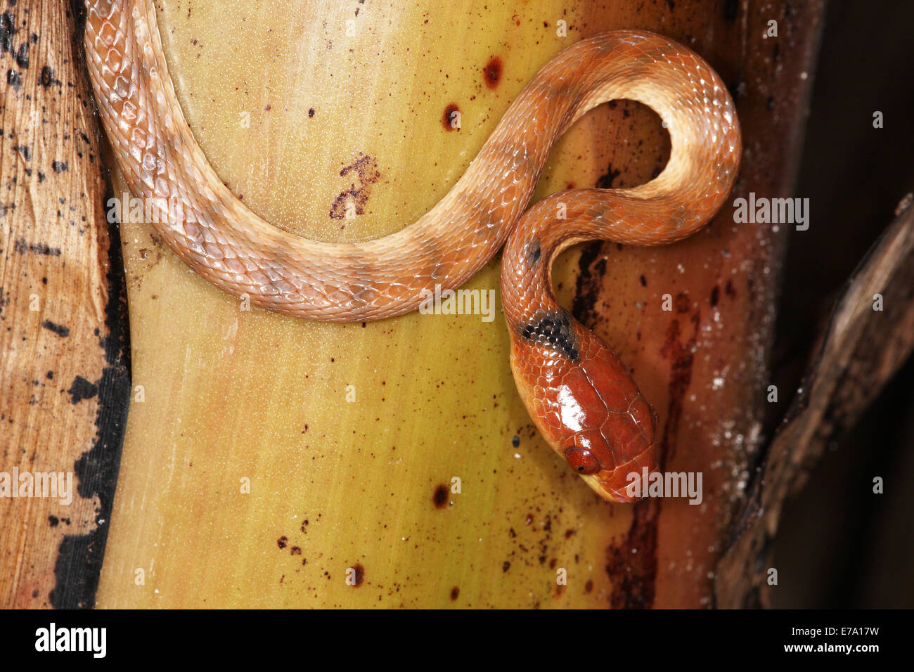 Phisalixella arctifasciata,serpent nocturne, Joffreville, Madagascar Banque D'Images