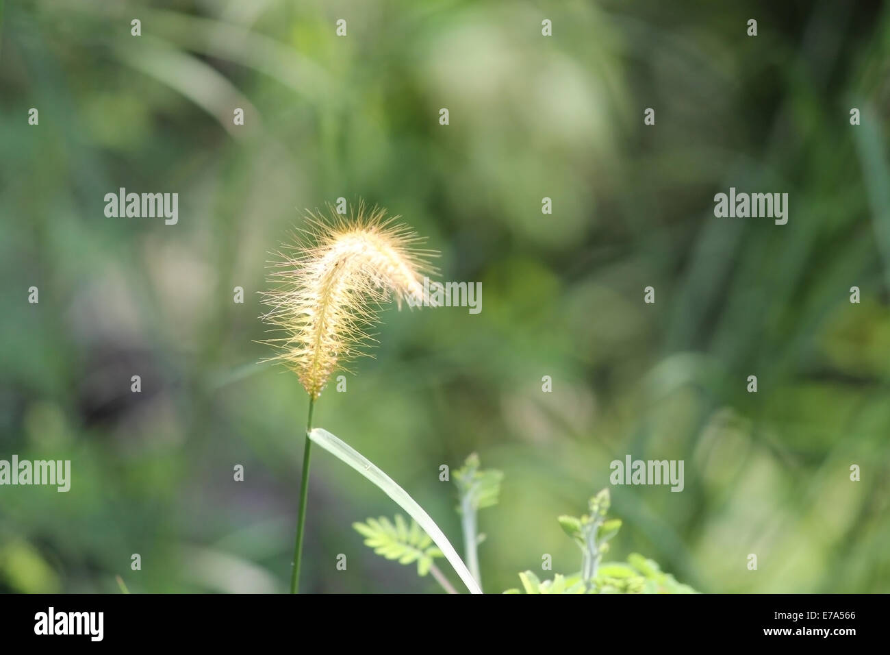 Belle fleur herbe Featherl, très répandue dans le sud de l'Inde. Banque D'Images