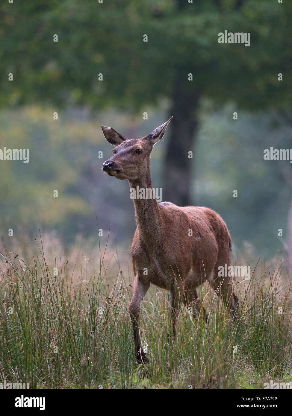 Red Deer (Cervus elaphus), Sainte-Croix Zoo, région Lorraine, France Banque D'Images