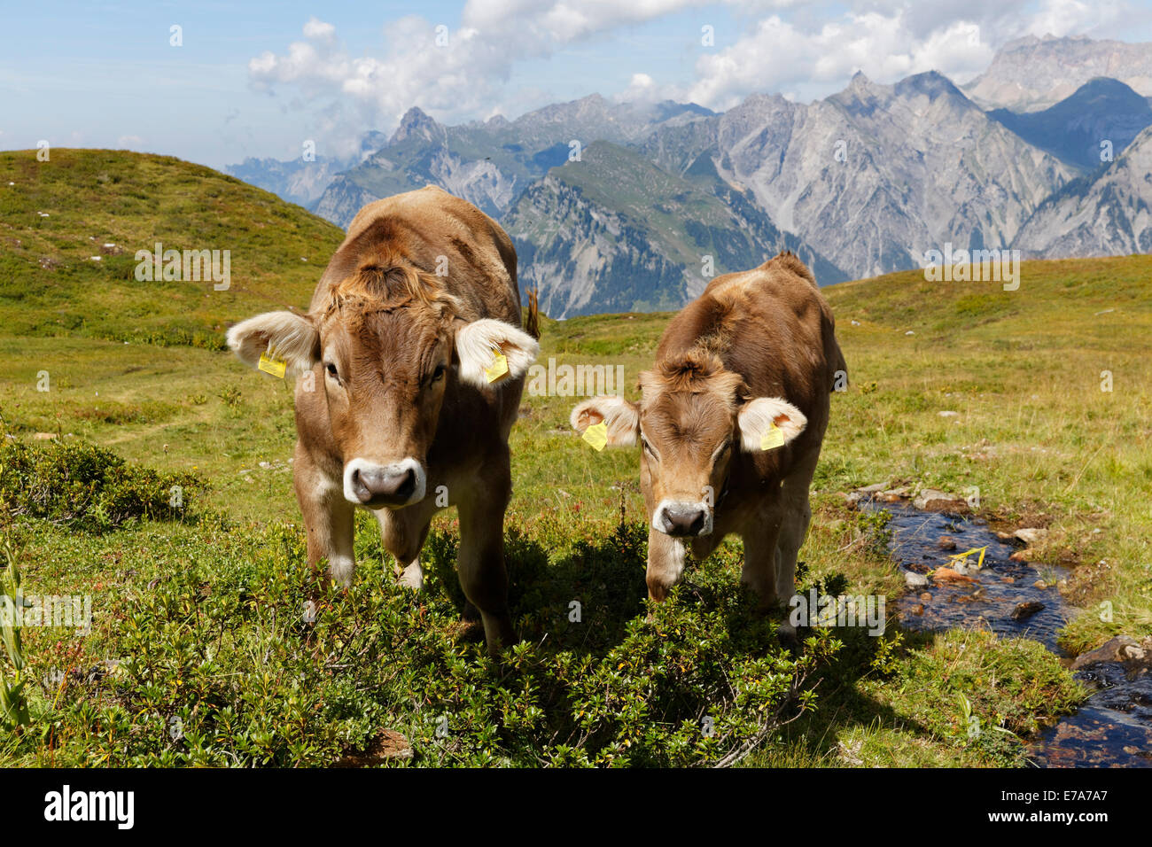 Le pâturage des vaches sur une prairie alpine, Sonnenkopf mountain, Eisentaler Gruppe montagnes, montagnes de Verwall, Lechquellen Montagnes à Banque D'Images