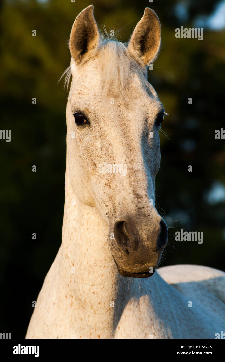 Cheval lusitanien, jument, cheval blanc, Andalousie, Espagne Banque D'Images