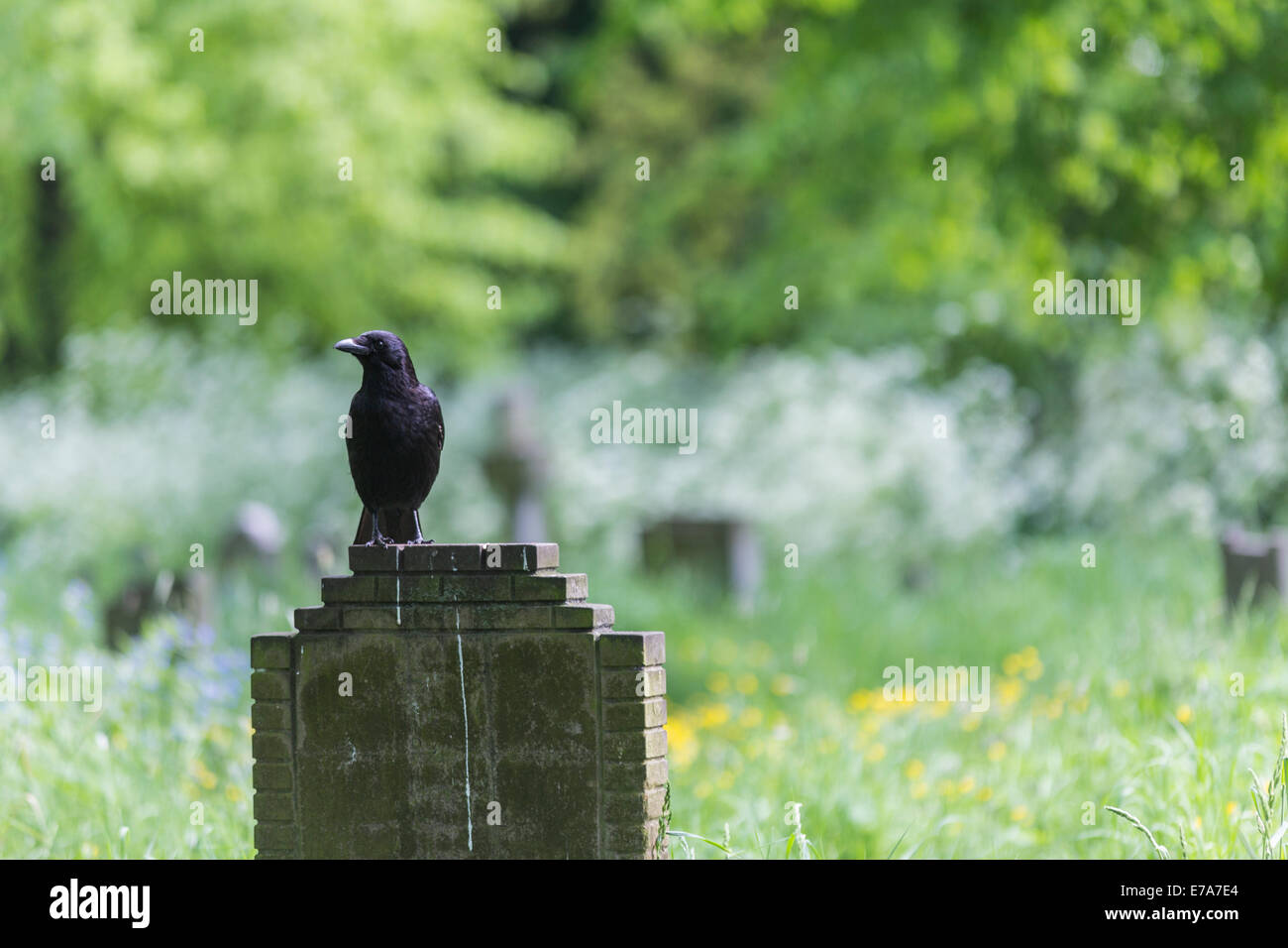 Grand corbeau (Corvus corax) perché sur une pierre tombale, cimetière de Brompton, West Brompton, Londres, Angleterre, Royaume-Uni Banque D'Images Grand corbeau (Corvus corax) perché sur une pierre tombale, cimetière de Brompton, West Brompton, Londres, Angleterre, Royaume-Uni Banque D'Images