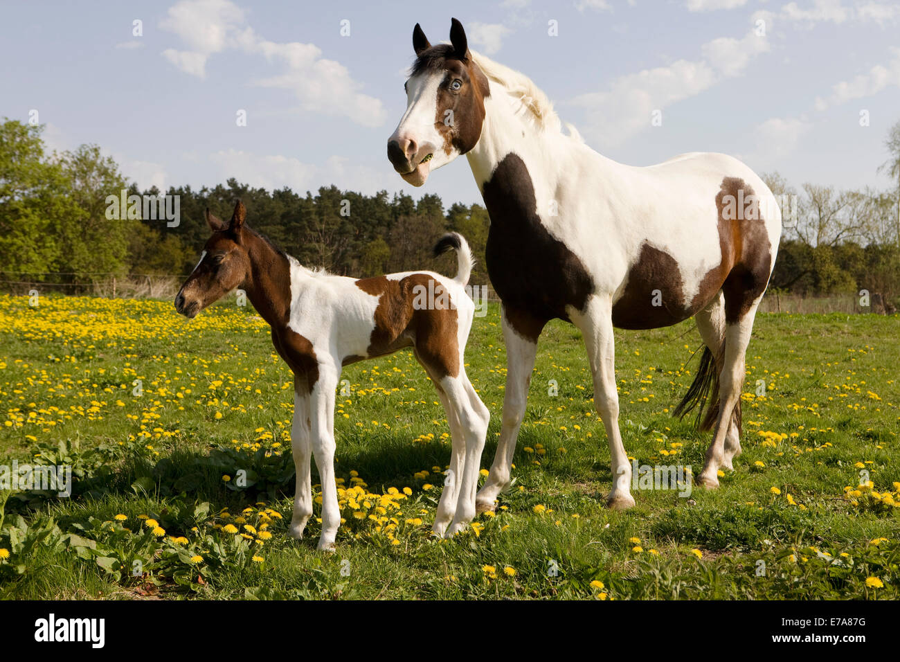 Cheval et poulain standing in field Banque D'Images