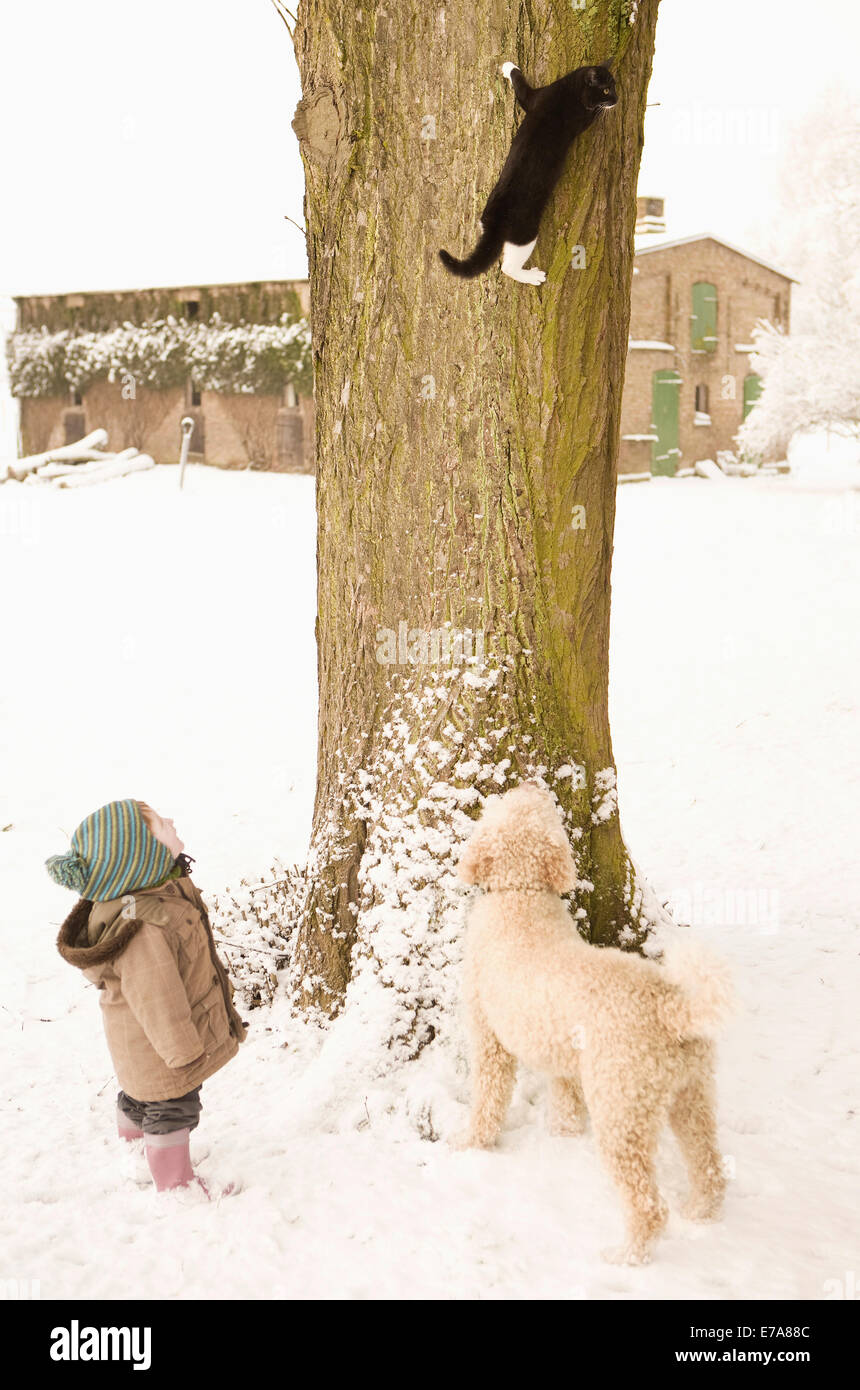 L'escalade sur le chat arbre, petite fille et chien d'eau portugais à regarder Banque D'Images