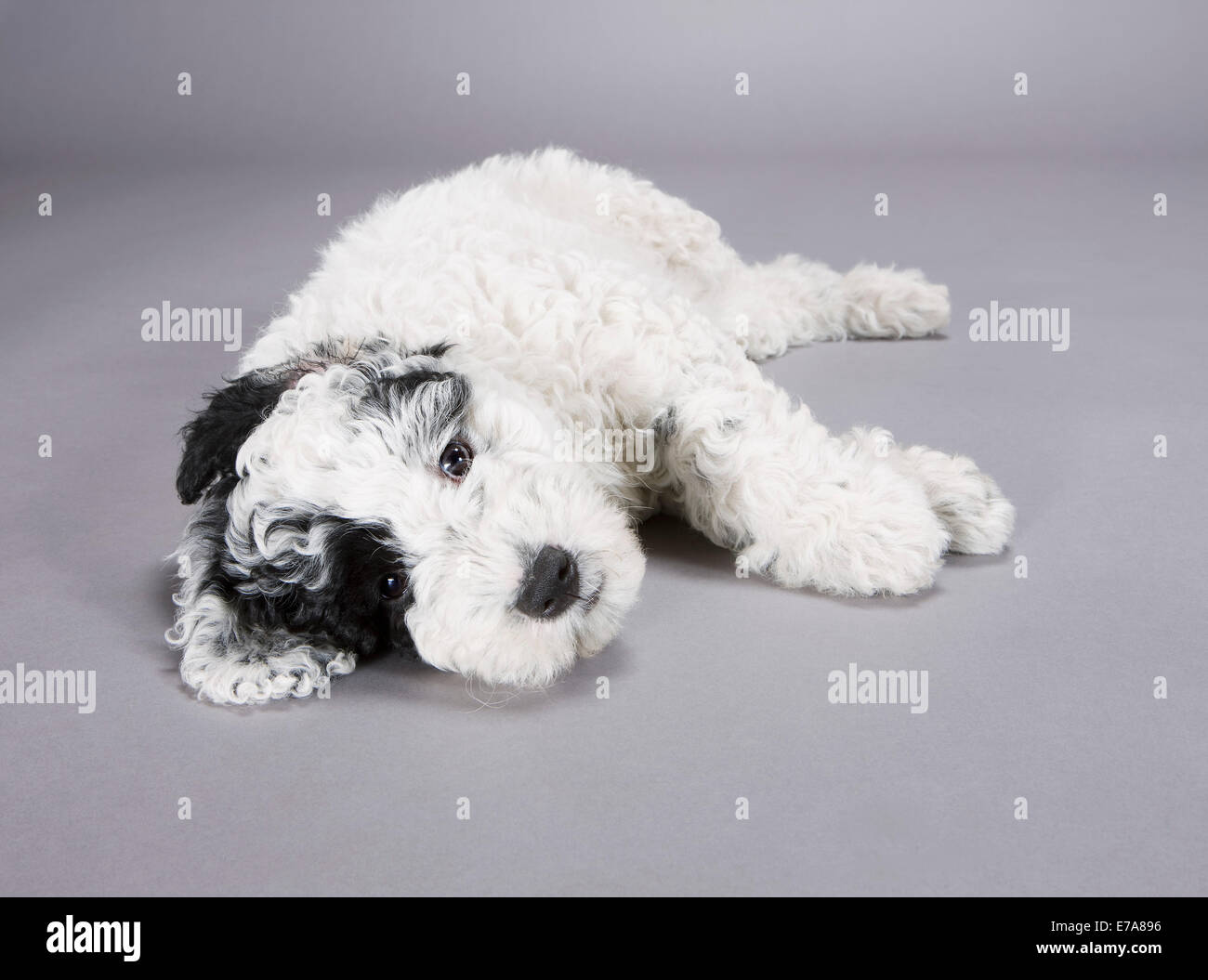 Un noir et blanc chien d'eau Portugais couché sur le côté Banque D'Images