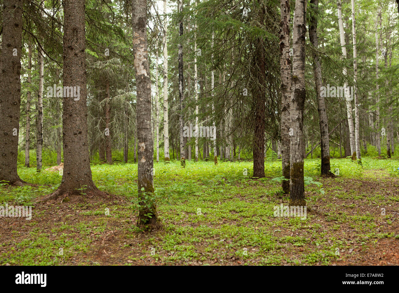 La forêt boréale, le nord de l'Alberta, Canada Banque D'Images