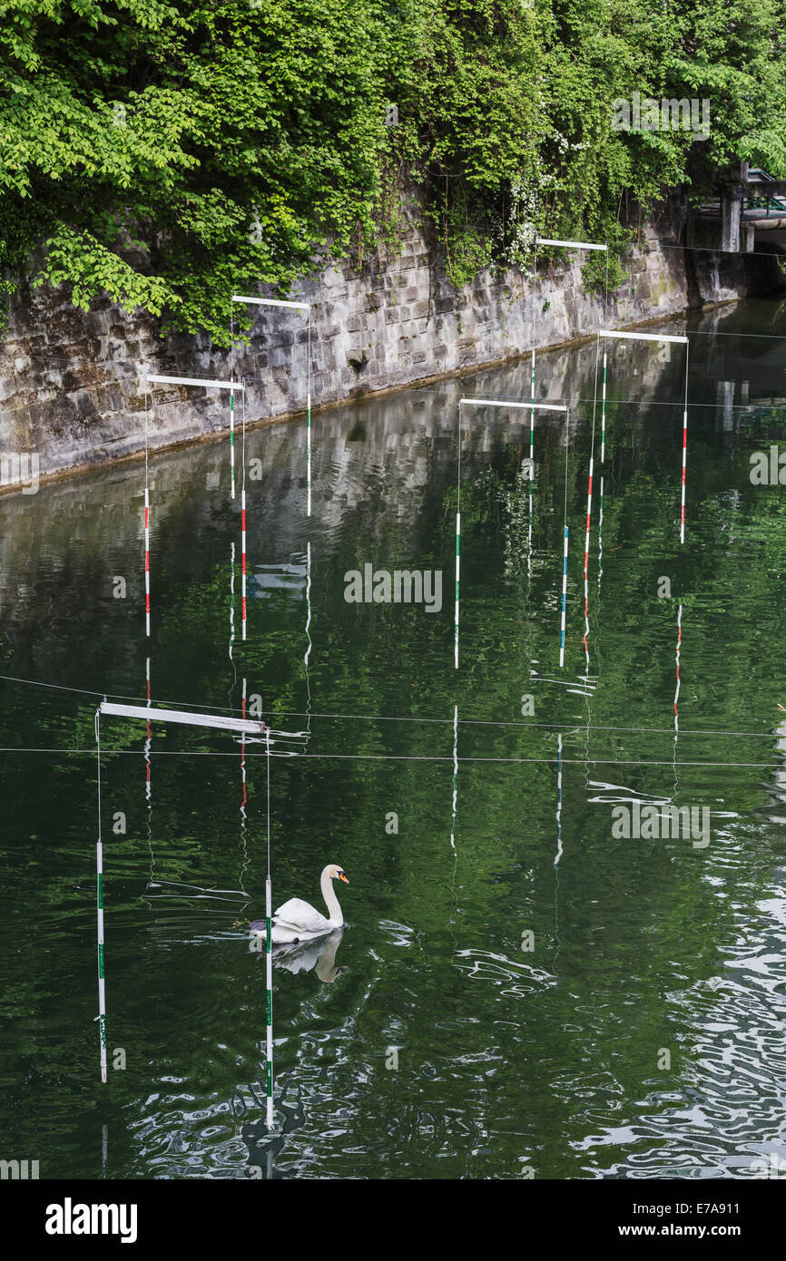 Natation dans le canal des cygnes Banque D'Images