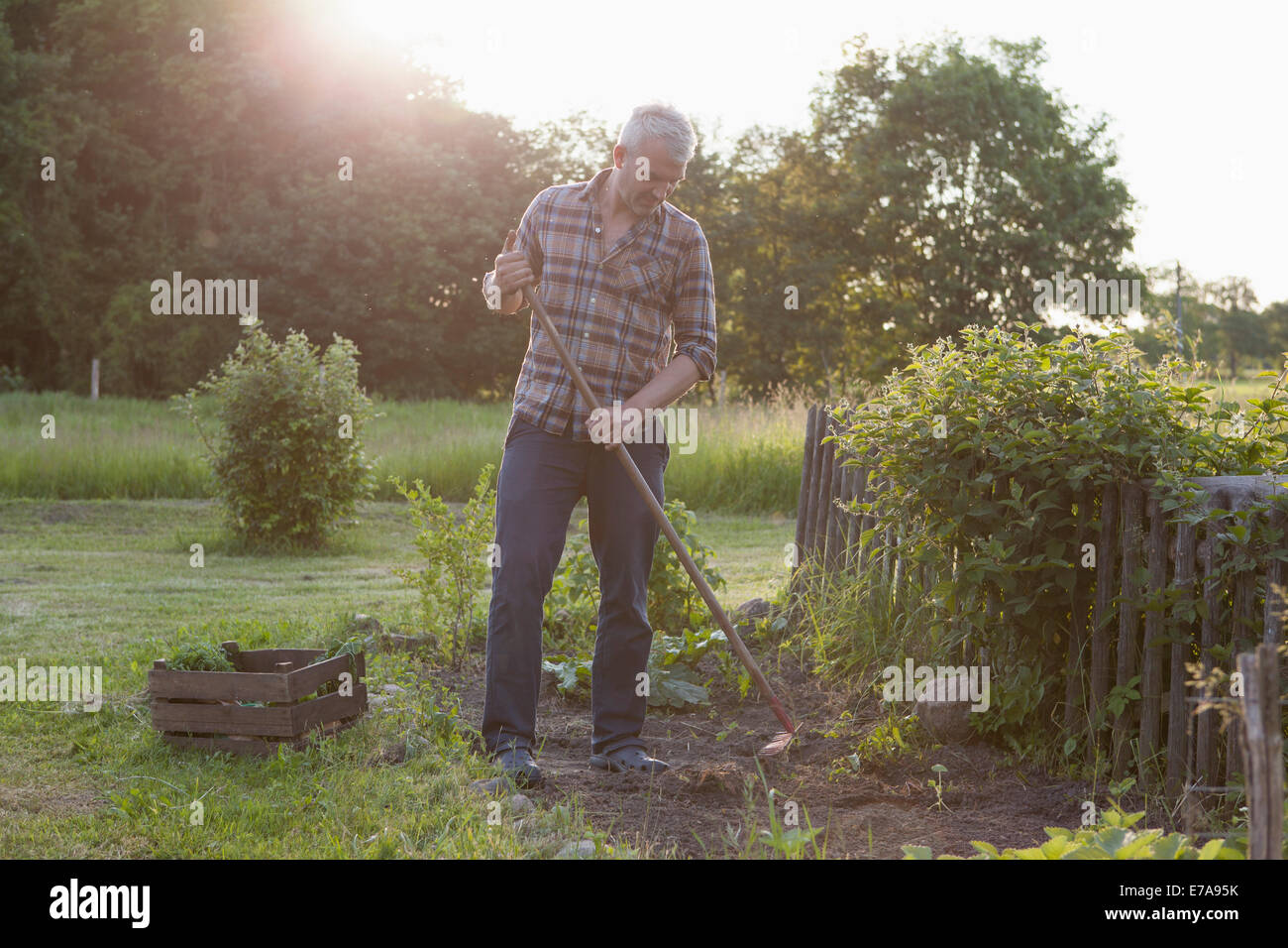 Man in community garden Banque D'Images