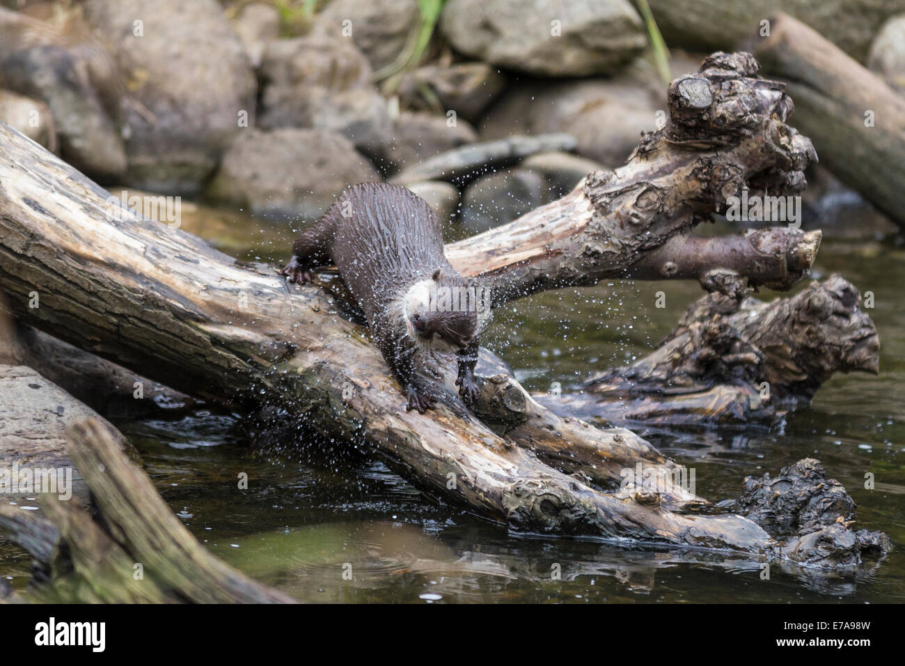 Un, Asian, (Aonyx cinerea) secouer l'eau, WWT London Wetland Centre, Barnes Banque D'Images