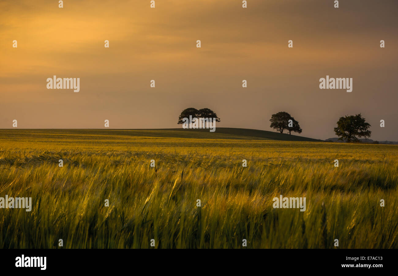 La lumière au coucher du soleil - Cliché pris sur une belle soirée d'été dans Alvecote, Tamworth Banque D'Images