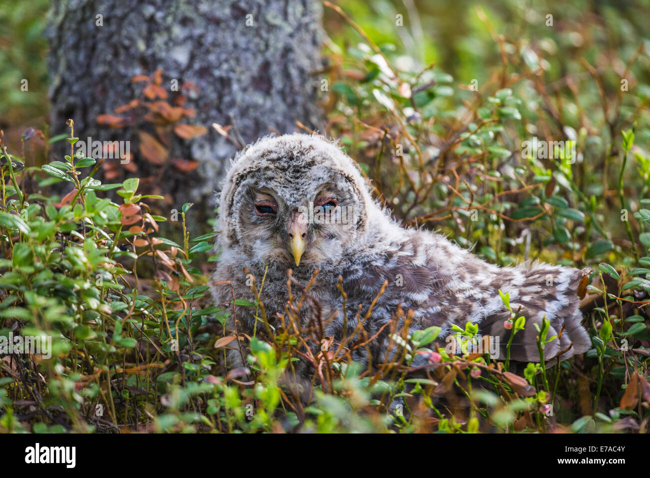 Bebe Chouette Banque D Image Et Photos Alamy