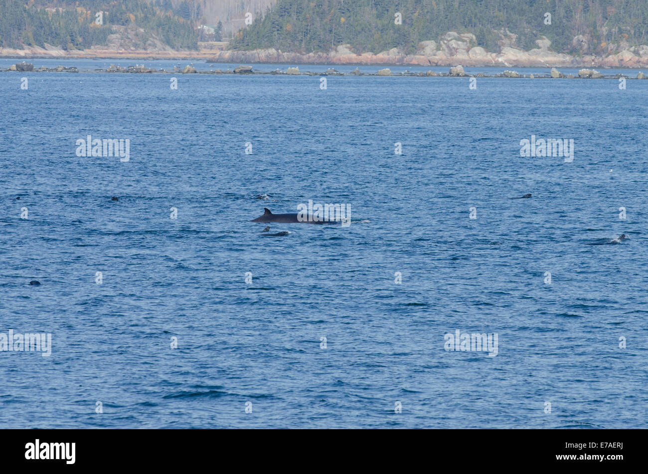 Canada, Québec, Sagueany Fjord. Rorqual commun aka rorquals (baleines ou razorback Wild : Balaenoptera physalus) entouré de phoque Banque D'Images