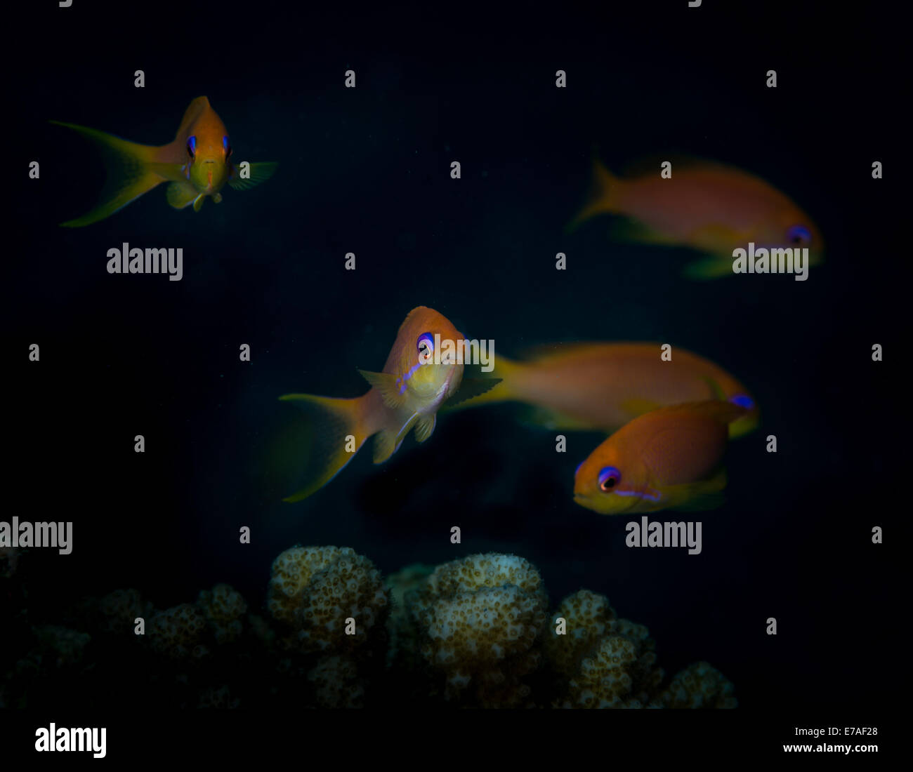 Jewel Fairy Basslet (Anthias squamipinnis) en Mer Rouge, Egypte Banque D'Images