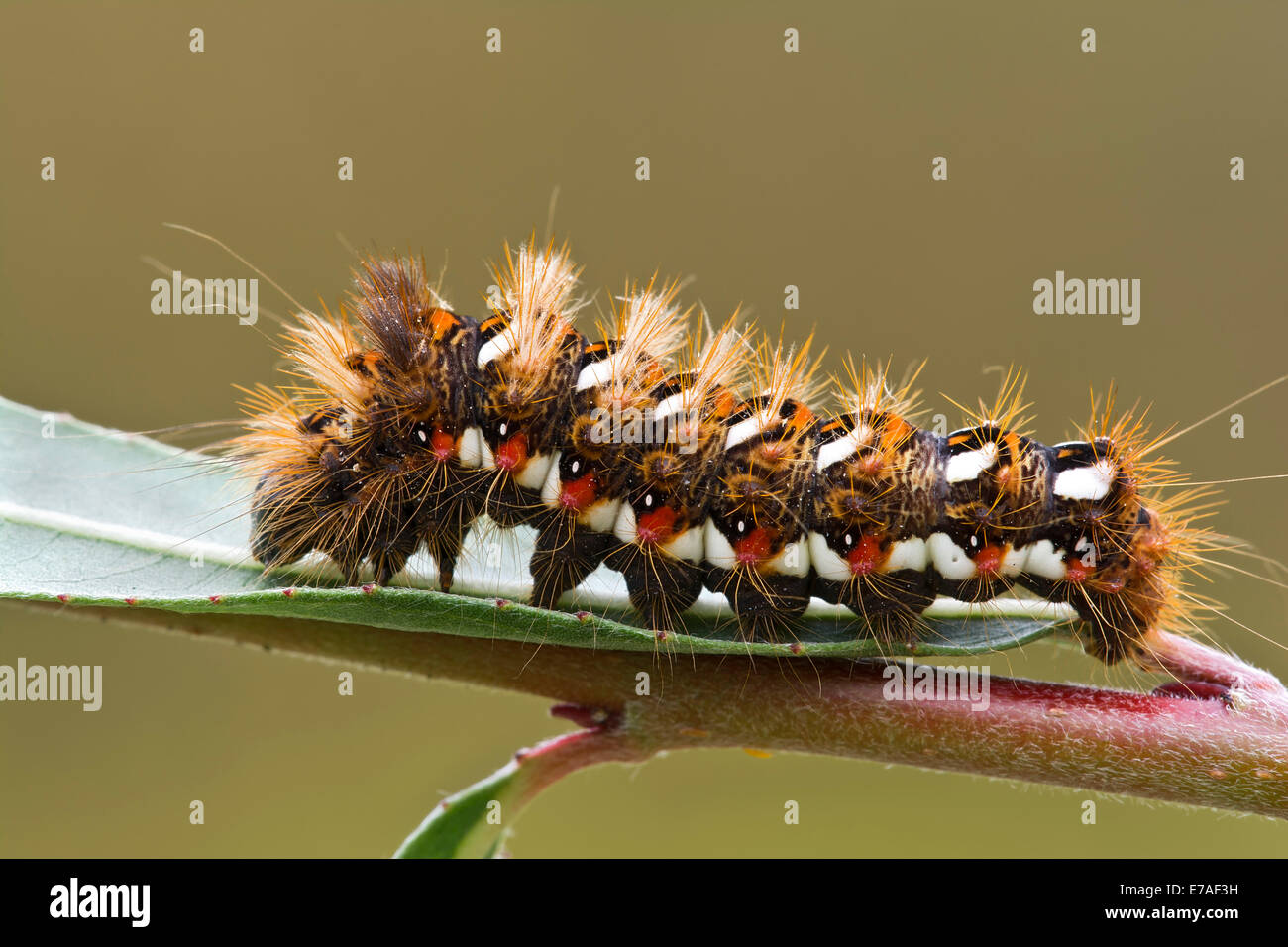 Le Nœud de Caterpillar (Acronicta rumicis) Herbe, Burgenland, Autriche Banque D'Images