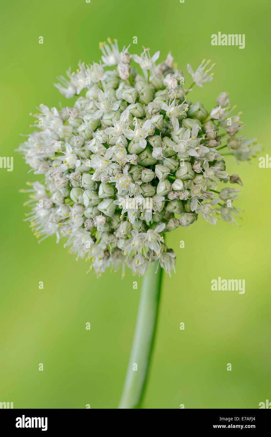 Oignon (Allium cepa commun), oranger, Allemagne Banque D'Images