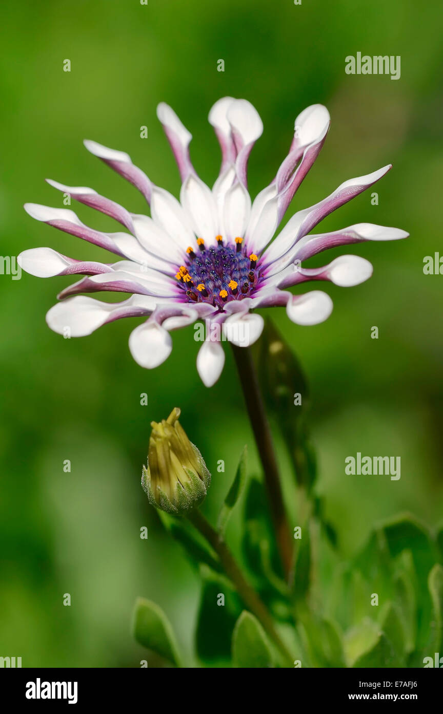 Marguerite (cap Dimorphotheca ecklonis, Osteospermum ecklonis), oranger, originaire de l'Afrique du Sud Banque D'Images Marguerite (cap Dimorphotheca ecklonis, Osteospermum ecklonis), oranger, originaire de l'Afrique du Sud Banque D'Images