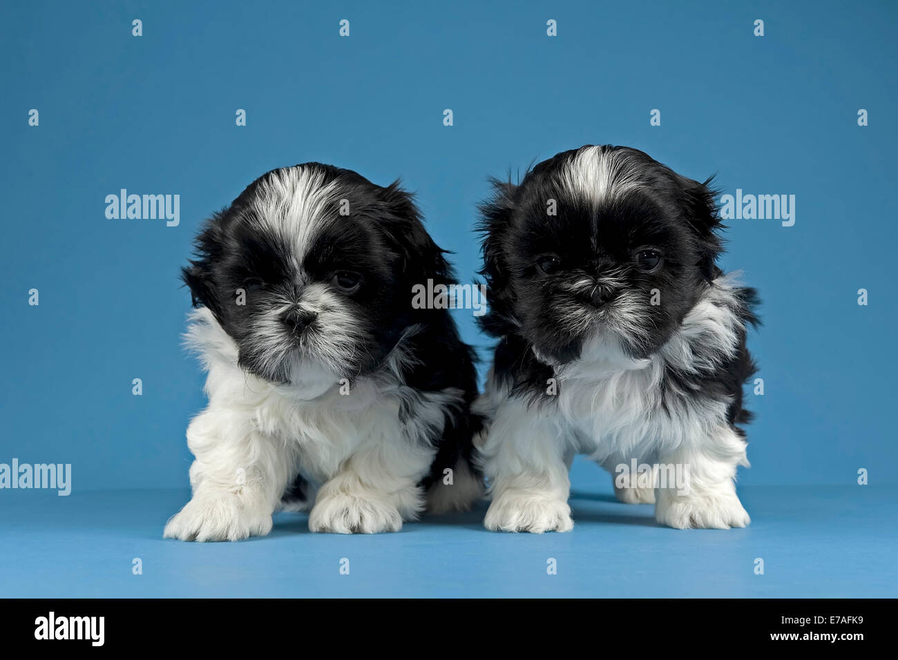 Shih tzu puppies Banque de photographies et d'images à haute résolution -  Alamy