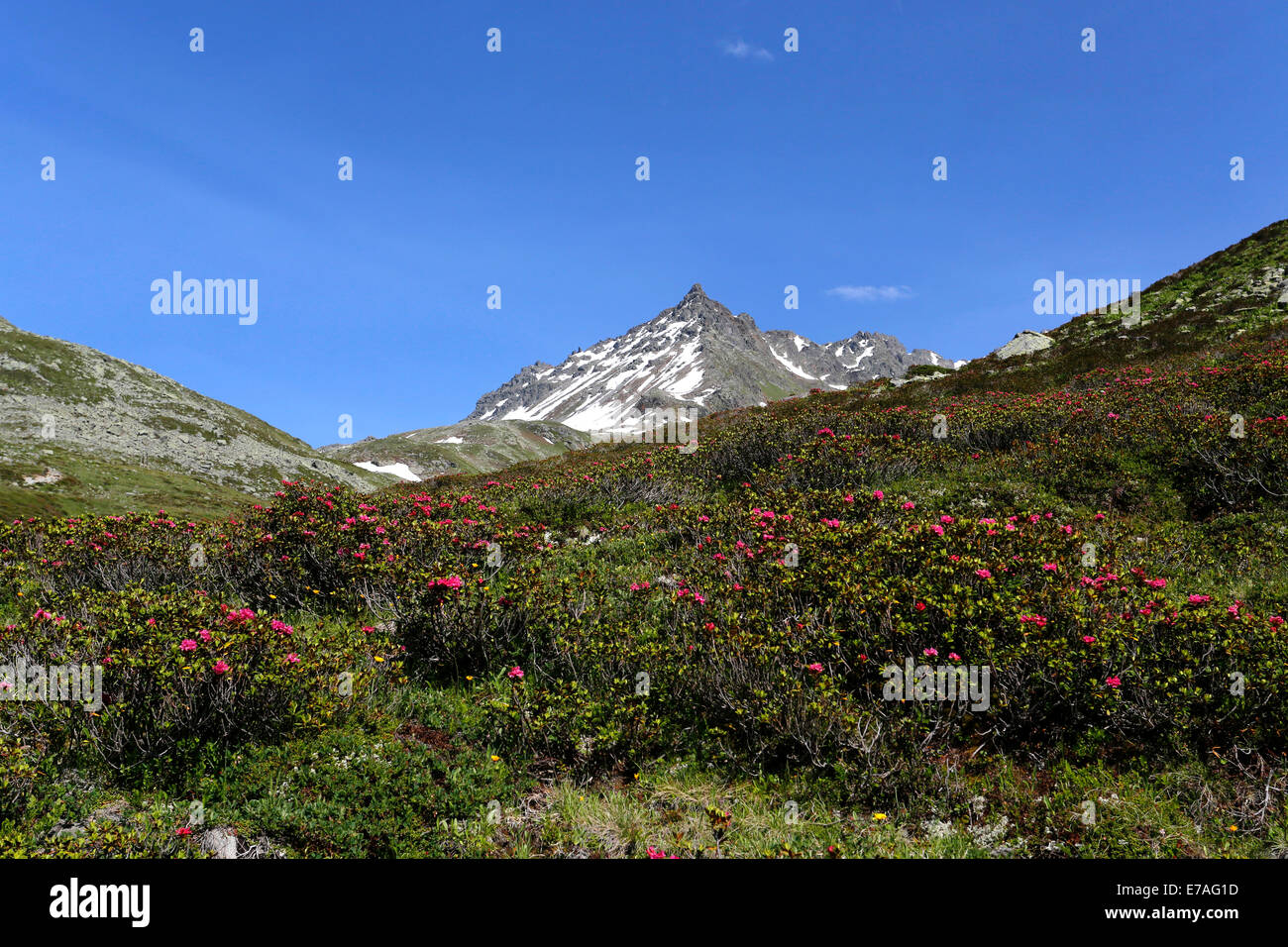 En vue de la vallée de Lugano Paradiso avec roses alpines, Davos, Grisons, Suisse Banque D'Images