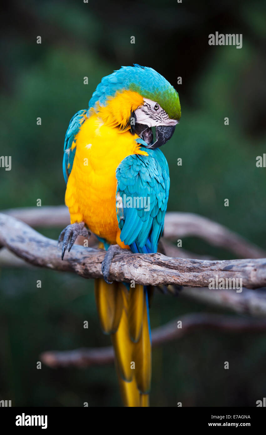 Ara bleu et jaune en captivité affichant des couleurs vives et des gestes (Ara ararauna) Banque D'Images